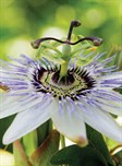 Black Passionfruit