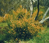 English Broom