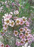 Geraldton Wax