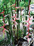 Hybrid Heliconia