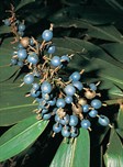 Native Ginger