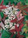 Red Robin Photinia