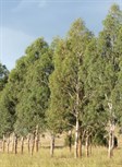 Chinchilla White Gum