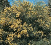 Flinders Ranges Wattle
