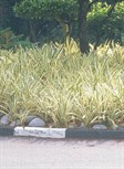 Variegated Spider Lily