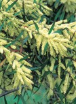 White Sallee Wattle