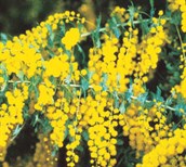 Cootamundra Wattle