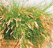 Coral Plant