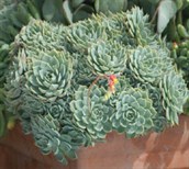 Echeveria glauca