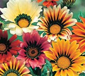 Gazania