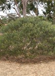 Mallee Golden Wattle, Flinders Wattle