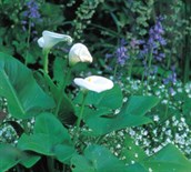 Arum Lily