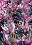 Dwarf Variegated Rhoeo