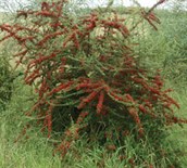 Firethorn