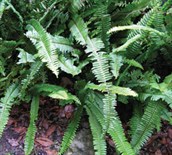 Fishbone Fern