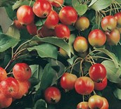 Flowering Crabapples