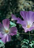 Native Hibiscus