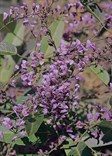 Happy Duo Hardenbergia, Native Sarsaparella