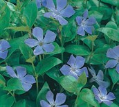 Periwinkle