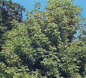 Box Elder