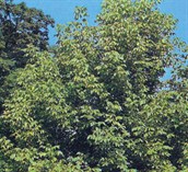 Box Elder