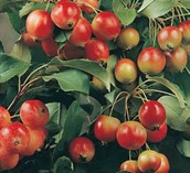 Flowering Crabapples