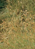 Kangaroo Grass
