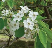 Ornamental Pear