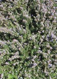 Prostrate Rosemary