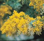 Queensland Silver Wattle