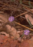 Blue Periwinkle, Tropical Speedwell