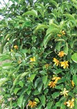 Gardenia