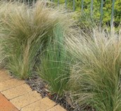 Nassella Grasses