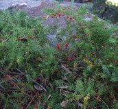 Asparagus Ferns