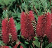 Bottlebrush