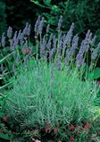 English Lavender