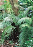 Hen and Chicken Fern