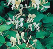 Japanese Honeysuckle