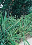 New Zealand Flax