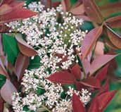 Photinia