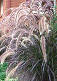 Purple Fountain Grass