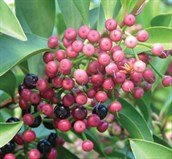 Shoe-button Ardisia