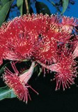 Swamp Bloodwood