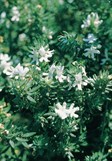 Native Rosemary, Coastal Rosemary