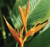 Parrot's Beak Heliconia
