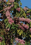 Pink Euodia