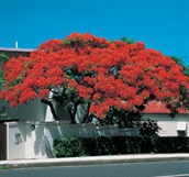 Poinciana, Flame Tree