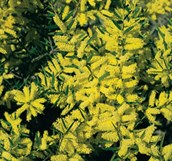Sallow, Sydney Wattle