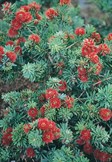 Callistemon 'Little John'