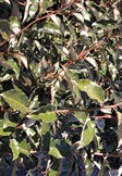 Elaeagnus